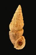 Cerithium lividulum